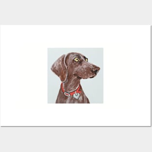 Bella Blue the Weimaraner Posters and Art